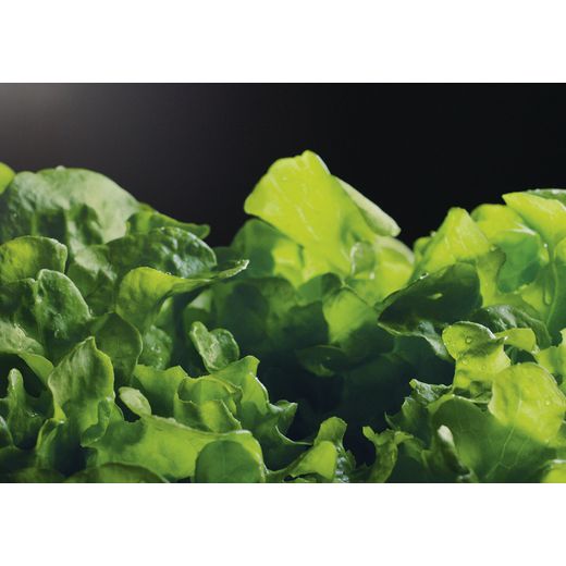 Fisher & Paykel RF500QNUX1 Fridge - Stainless Steel - Close up lettuce shot